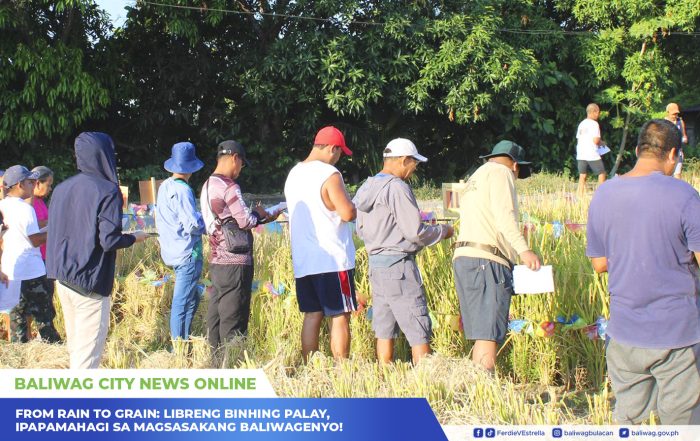 From rain to grain: Libreng binhing palay, ipapamahagi sa magsasakang Baliwagenyo!